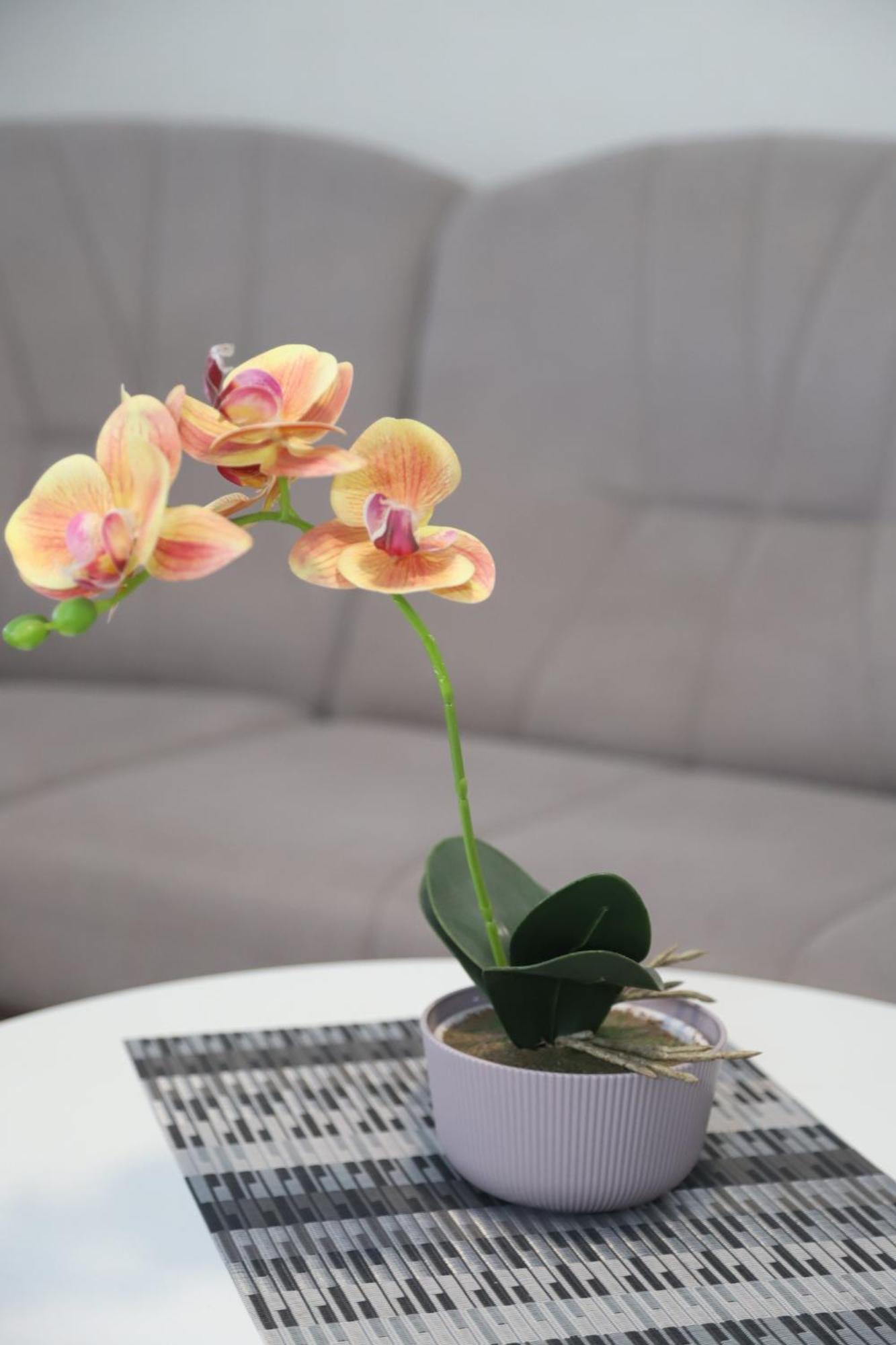 Apartman Hadze 모스타르 외부 사진